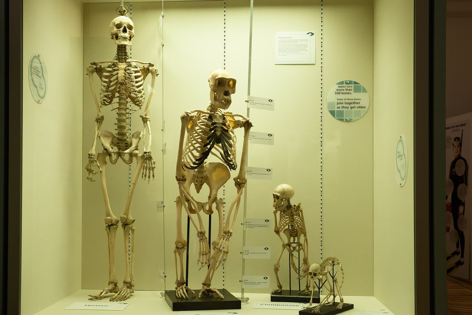 Image of tree skeleton